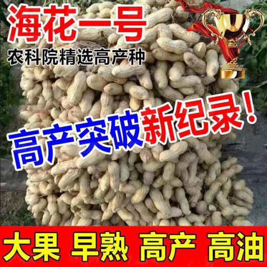 Peanut seeds Academy of Agricultural Sciences seed shelled original seed thin-skinned farmer sun-dried red-skinned raw peanuts Purity First generation Haihua No. 1 Net weight shipped 2Jin Jin equals 0.5 kg