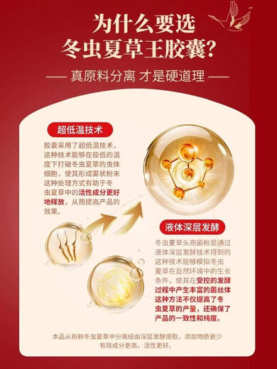Les capsules de Cordyceps de Tongrentang de Pékin pour reconstituer les reins L et renforcer les lyangs pour réguler l'immunité Shoushibaoyuan Cordyceps Capsules Mycelium Tongrentang Cordyceps King Capsules [60 capsules / boîte]