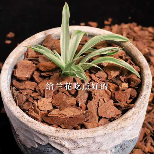 Jinyate orchid special nutritional soil Phalaenopsis Clivia orchid soil loose phosphorus bark planting orchid soil 6L