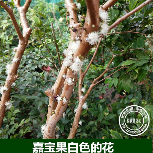 嘉宝果苗沙巴嘉宝果苗树葡萄果树苗带土带叶东莞13年老店 6年半苗沙巴6167 141cm(含)-170cm(含)