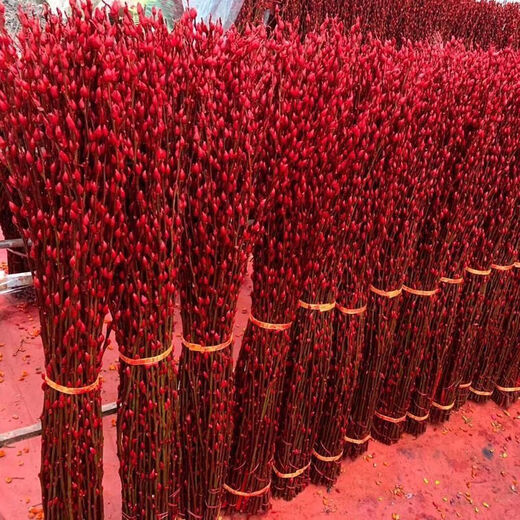 Red Lucky Silver Willow, Dried Flowers, Real Flowers, Fresh Branches, Cold-resistant New Year's Eve Flowers, Hydroponic Flowers, Indoor Decorative Flowers, 60cm, 30 Count, Free Lanterns