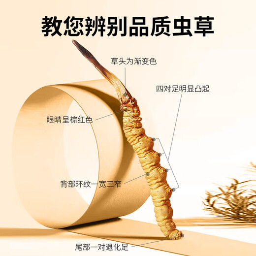 同芙 冬虫夏草4根/g 40根礼盒装 滋补营养补品送长辈礼物