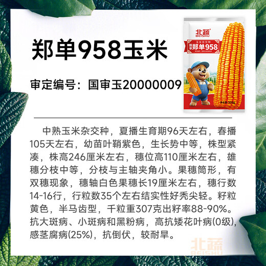 Beishu official authentic corn seeds produce tall and short big sticks, drought and lodging resistance, Zhengdan 958 national approved feed, Sichuan hybrid, Beishu selected Zhengdan 958 corn seeds, a total of 4Jin, Jin is equal to 0.5kg (1 mu of land)