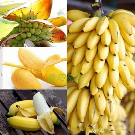 Dwarf Banana Tree Seeds Mini Banana Seeds 100PCS Rare Mini Fruit Exotic Garden Plants Mini Banana Seeds 200pcs