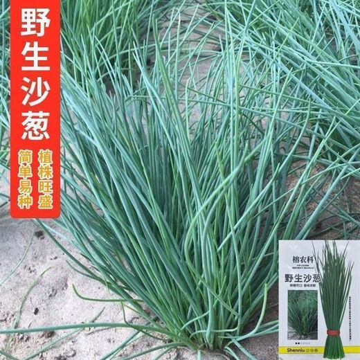 Original cold-resistant and drought-resistant wild onion seeds, wild onion seeds, Inner Mongolia balcony four-season onion seeds, wild onion seeds, new seeds this year, 2 packs of about 2,000 seeds