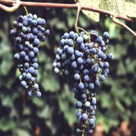 Mountain grape seed seedlings Northeast mountain wild fruit garden potted North and South seasons easy-to-live Beida seedlings wine making raw materials 200 seeds 20-30 cm