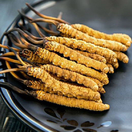 Grass Digger [Really] Wild Cordyceps sinensis Tibetan wild Cordyceps health tonic gift box gift for middle-aged and elderly people. Grade 3 grass 1 gram four 15 grams gift box Wild Cordyceps sinensis