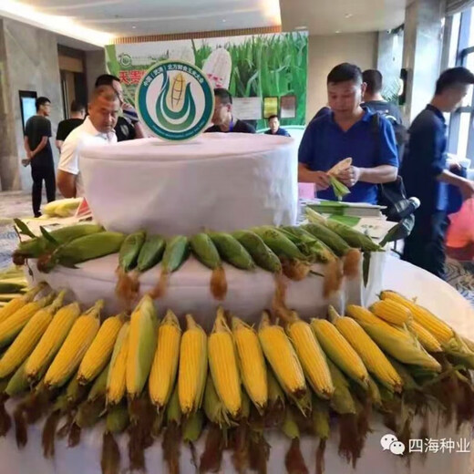 Fruit corn seeds super sweet fresh edible big stick without residue Beijing Sihai Seed Industry Golden Crown 597 corn seed original Golden Crown 597 fruit corn 100g X5