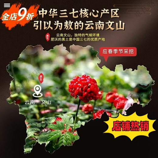 PEDICE DE PANAX NOTOGINSENG CUIP TONGRENTANG CAIETANG POUCHE POURNOX POUCHE DE NOTOGINSENG POUCHE AUTRENTIQUE AUTRENTIQUE PANDOX NOTOGINSEND POUDRE DE HAUTE QUANDE POUDRE PANAX NOTOGINSENG POUDRE DANS UNE BOUTEILLE [100G * 1 BOUTEILLE]