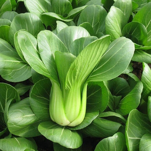 Shanghai green seeds for four seasons, small green vegetables, chicken feathers, fast vegetables, small cabbage, rape, heat, moisture and cold resistance, field use, original authentic April slow seeds, about 1200 capsules, 1 pack