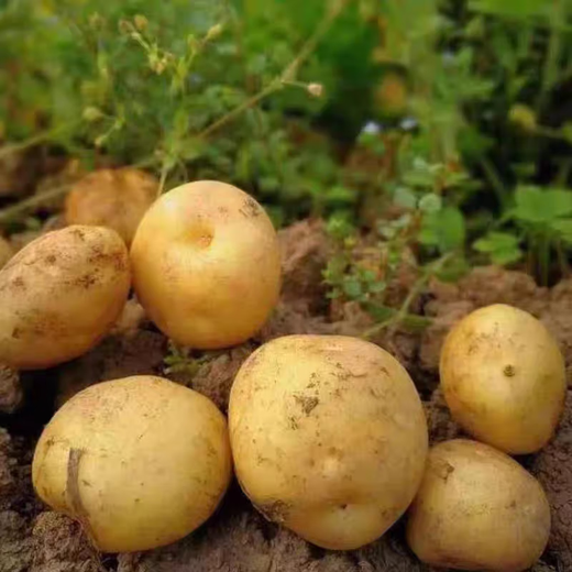 Shengmi Yellow Heart Potatoes, Fresh Potatoes, Yellow Skin Seasonal Vegetables, Full Box of High-quality Potatoes, Freshly Picked Delicious Vegetables, Box 9-10 Jin, Jin equals 0.5 kg, Freshly dug this year, Net weight 9 Jin, Jin equals 0.5 kg, Fresh