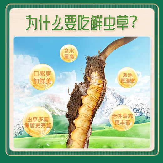 挖草人【西藏那曲】新鲜野生冬虫夏草 2025那曲野生鲜虫草头茬鲜虫草 西藏那曲鲜虫草0.6克  100根(送同款5根)