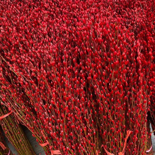 Red Lucky Silver Willow, Dried Flowers, Real Flowers, Fresh Branches, Cold-resistant New Year's Eve Flowers, Hydroponic Flowers, Indoor Decorative Flowers, 60cm, 30 Count, Free Lanterns