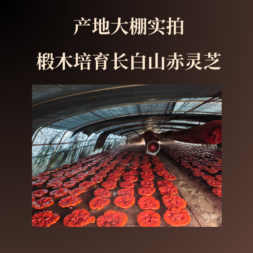 
[Changbaishan Ganoderma lucidum spore powder] Ganoderma lucidum spore powder crushes the wall to nourish and maintain 250g