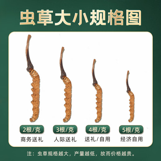 Zangyou auténtica caja de regalo Cordyceps con tónico para la primera etapa del regalo de Cordyceps para que los ancianos y los padres lideren el regalo nutricional [uso económico] 5 palos/G-50 gramos de 250 palos [descuento especial]