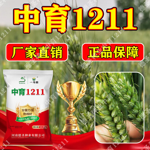 Новый морозостойкий сорт пшеницы Чжунъюй 121125, одобренный на национальном уровне, обладает высокой способностью к кущению, засухоустойчивостью, холодостойкостью, устойчивостью к полеганию, хорошей высокой урожайностью.