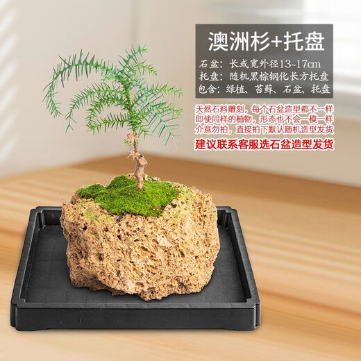 Absorbent stone flower pot, natural strange stone, absorbent stone, water-absorbing stone, raw stone stone pot, calamus succulent potted plant, bonsai micro-scape, 13-17cm stone pot + Australian fir, package 2