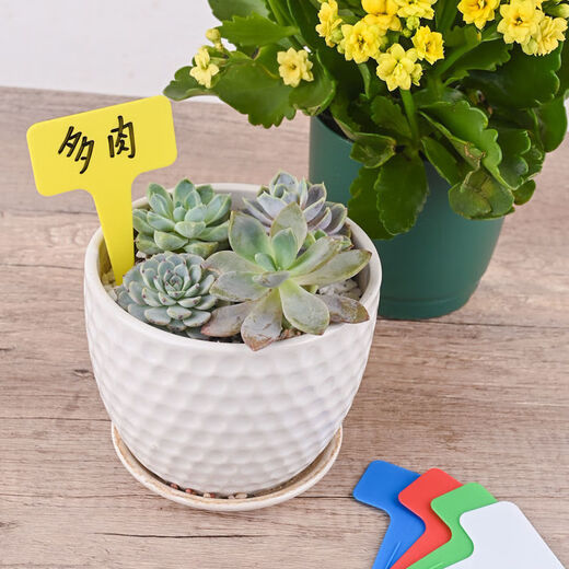 Наземная брендовая садовая этикетка, идентификационная этикетка для суккулентов, Т-образная цветочная этикетка, запись названия растения, водонепроницаемый пластик, большой утолщенный белый цвет, 20 шт.