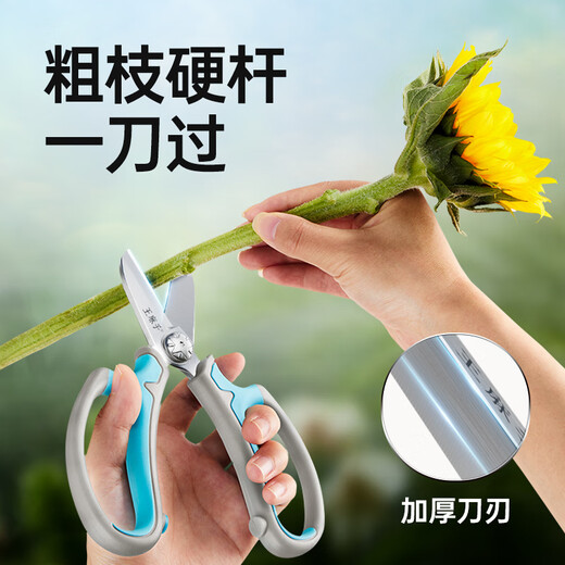Wang Mazi floral scissors, pruning shears, gardening scissors, fruit tree potted flowers, flower branch scissors, professional floral scissors