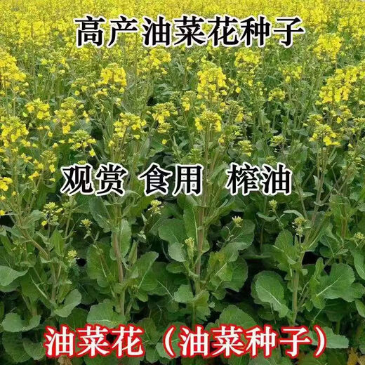Hanfei Zuoyou 1701 agricultural oil 68 rapeseed, high yield, high oil, short stem, cold resistance and disease resistance, cabbage type rapeseed (26) Tianfu Oil 668