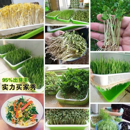 Black sesame seeds, sprouts seeds, hydroponic vegetable seeds, sown in all seasons, autumn fields, productive and healthy vegetable seeds. Black sesame sprouts seeds. One Jin Jin is equal to 0.5 kilograms.