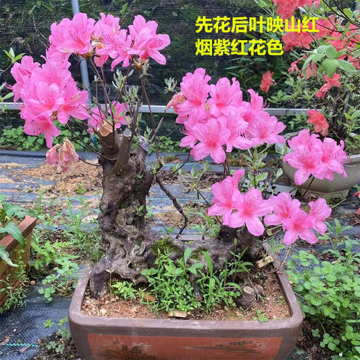 
Premium and precious tree species, Yingshanhong bonsai smoke, purple and red flowers, flowers first, then leaves variety, National Flag Red Rhododendron potted plant 12185, not including pots