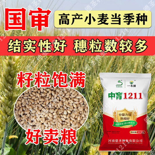 Новый морозостойкий сорт пшеницы Чжунъюй 121125, одобренный на национальном уровне, обладает высокой способностью к кущению, засухоустойчивостью, холодостойкостью, устойчивостью к полеганию, хорошей высокой урожайностью.