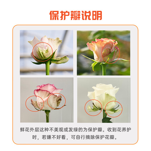 Jingdong Flowers Aisha rose 20 branches slightly spread flower type soilless cultivation home flower arrangement bouquet Shandong base direct delivery