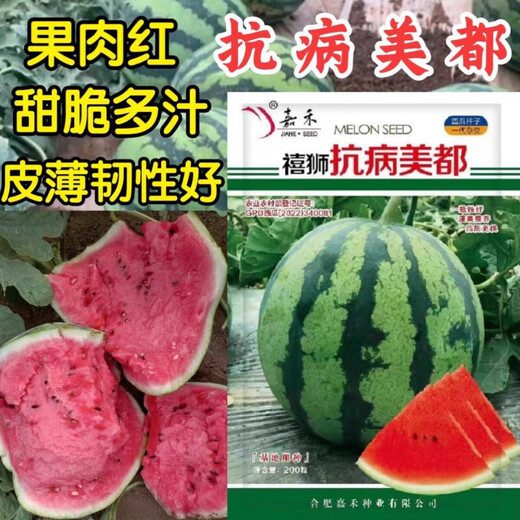 Meidu watermelon seeds, disease-resistant, thin-skinned, crack-resistant, sweet, crispy, red flesh, super 8424 Jingxin round watermelon seeds, 1000 grains, large package, disease-resistant Meidu, 2 bags