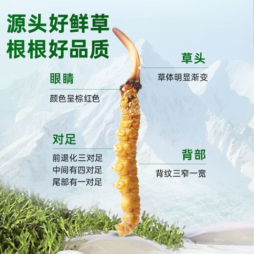 源江草【西藏那曲】2025年正宗野生新鲜冬虫夏草高端滋补礼盒送父母长辈 野生鲜草1.0-1.2克/根 50根