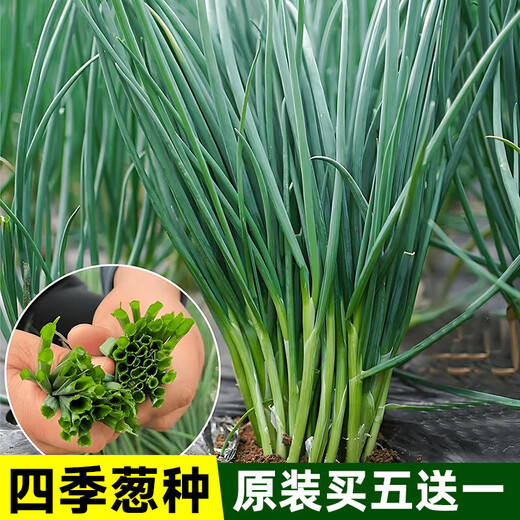 
[Shouhe] Shouguang Onion Seedlings with Root Seedlings Seedlings Chives Small Weekly Seeds Home Planting Balcony Garden Shouguang Onion Seeds 1050 Shouguang Onion Seeds Buy Five Free One Free Get