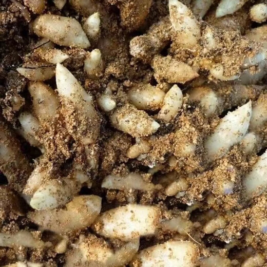 Gastrodia seeds 0th generation Gastrodia 1st generation Gastrodia seedlings Gastrodia seeds for four seasons planting in the ground potted plants Gastrodia granular seeds 100 grains + rooting fertilizer