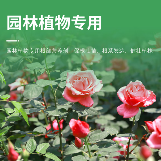 Guoguang Heduo water-soluble fertilizer containing amino acids for flower seedlings to promote root growth and root root root treasure foliar fertilizer water-soluble fertilizer 200 ml