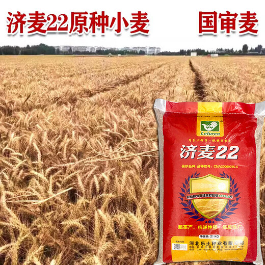 Nationally approved Jimai 22 wheat seeds, high-quality strong-gluten field winter wheat seeds, high-yielding dwarf stalks, resistant to lodging and large ears, original species Jimai 22 wheat 1 Jin Jin is equal to 0.5 kg, cultivated by Shandong Academy of Agricultural Sciences