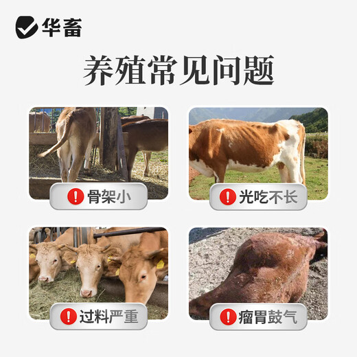 Huazhu 4% beef cattle fattening compound premix bovine peptide energy growth compound weight gain vitamin trace element feed 1 bag 4% beef cattle and sheep fattening premix 40Jin Jin equals 0.5kg