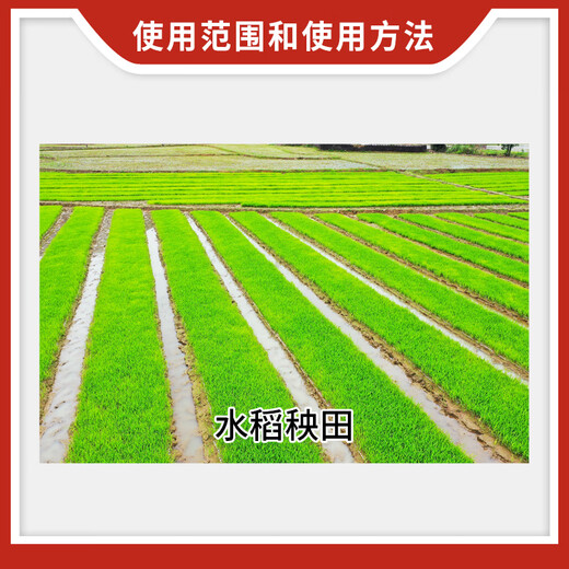 Guoguang Guoguang 15% paclobutrazol rice seedling field growth control and anti-leggy plant growth regulator 500g