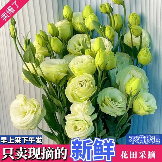 Kunming Lisianthus flower base direct hair indoor living room flower arrangement water for home bouquet gifts Yunnan direct batch random color Lisianthus + free grass 1 to 3 flowers with buds (no grass and preservative