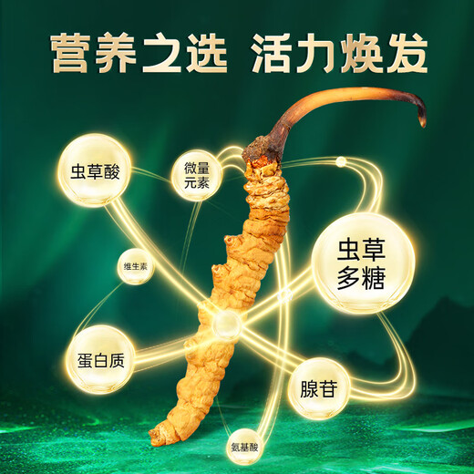 Zangyou auténtica caja de regalo Cordyceps con tónico para la primera etapa del regalo de Cordyceps para que los ancianos y los padres lideren el regalo nutricional [uso económico] 5 palos/G-50 gramos de 250 palos [descuento especial]