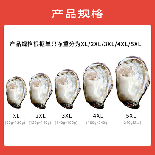 Fresh Jingcai Fresh Oysters 5XL Net weight 5Jin Jin is equal to 0.5kg 9-12 oysters, fresh to your home, fresh seafood, straight from the source