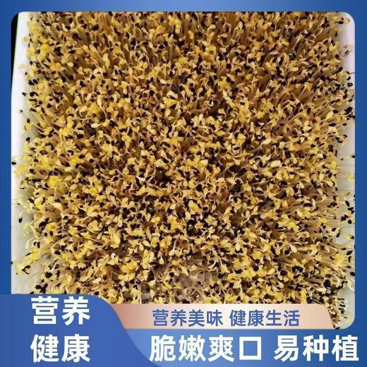 Black sesame seeds, sprouts seeds, hydroponic vegetable seeds, sown in all seasons, autumn fields, productive and healthy vegetable seeds. Black sesame sprouts seeds. One Jin Jin is equal to 0.5 kilograms.