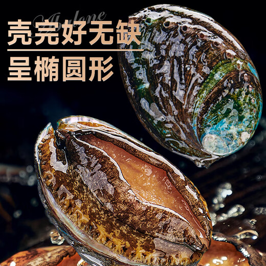 Linglue Fujian fresh frozen large abalone, net weight 400g, 8 pieces box, abalone hot pot barbecue, shellfish and seafood, fresh