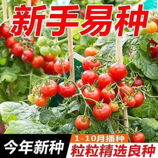 Red Cherry Tomato Seeds Cherry Tomato Vegetable Tomato Seed Potted Yellow Cherry Tomato Vegetable Seed Huayu Huayu Original Color Pack 1 Pack About 200 Pieces
