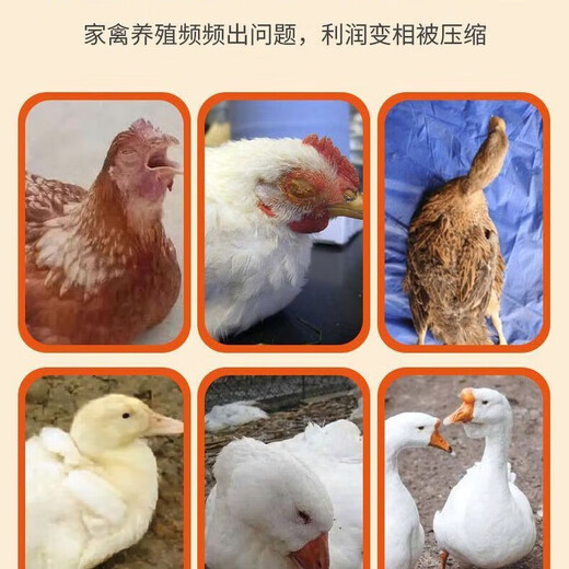 Chicken medicine poultry one drop chicken duck goose cold and diarrhea medicine poultry first aid tablets chicken medicine special effect anti-inflammatory asthma special 3 bottles excellent effect