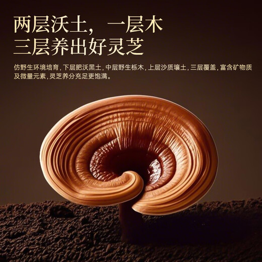 
Zhi Zhengyuan [exclusive to old customers] Breaking wall Ganoderma lucidum spore powder Gift box Enhance immunity Daily health care [two months pack]