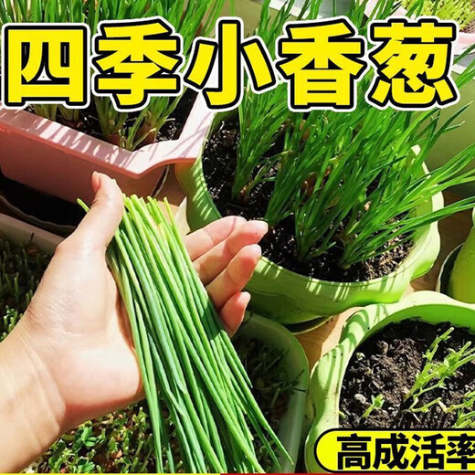 
[Shouhe] Shouguang Onion Seedlings with Root Seedlings Seedlings Chives Small Weekly Seeds Home Planting Balcony Garden Shouguang Onion Seeds 1050 Shouguang Onion Seeds Buy Five Free One Free Get