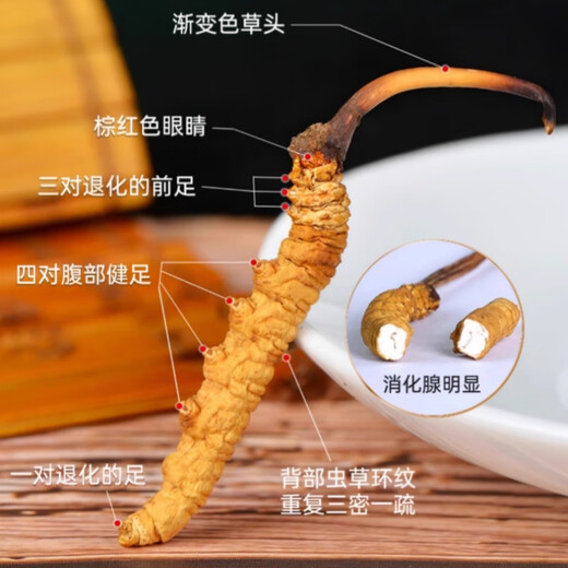 
Cordyceps sinensis cordyceps gift box 2 pieces per gram of Cordyceps dry goods Cordyceps supplement gift gift 50 pieces 50 pieces [3 pieces 1 grams] Gift box Cordyceps