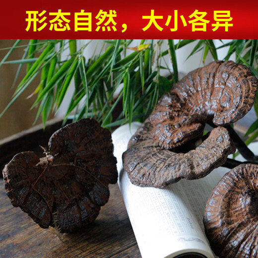 遇芝缘紫灵芝正品云南深山半野生紫芝带孢子粉不苦野芝可煲汤泡酒煮茶 整个500克（21-50个）