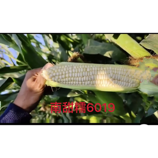 National Approval Corn Seed Sweet Waxy Corn Seed Hybrid Corn White Corn National Approval Corn Seed Nan Tiannuo 6019 Corn Seed 200g