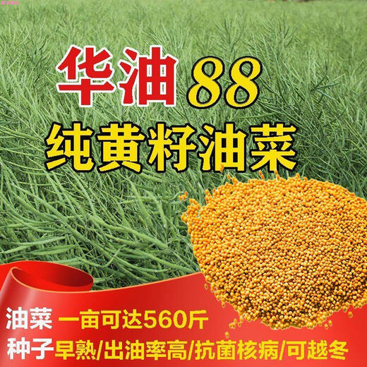 Old varieties of pure butter rapeseed, high-yielding rapeseed Huayou 88 yellow rapeseed, extra early maturing, ultra-dwarf stems, cold-resistant and lodging-resistant, 2 taels of pure butter rapeseed (for small vegetable gardens)