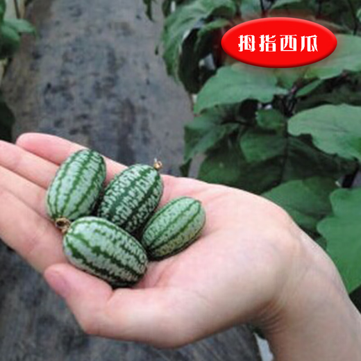 Thumb Watermelon Seed Thumb Watermelon can be planted in all seasons. Mini small watermelon seeds are potted fruits in all seasons. 1 Jin Jin is equal to 0.5 kg.